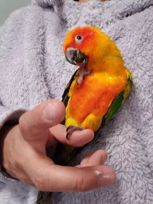 コメントの画像