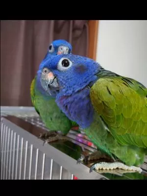 コメントの画像