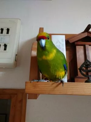 コメントの画像