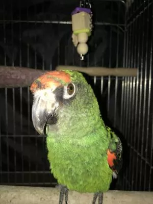 コメントの画像