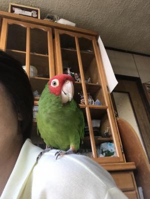 コメントの画像