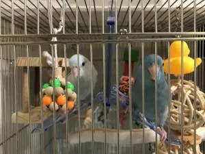 コメントの画像