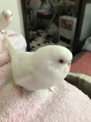 コメントの画像