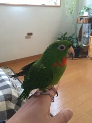 コメントの画像