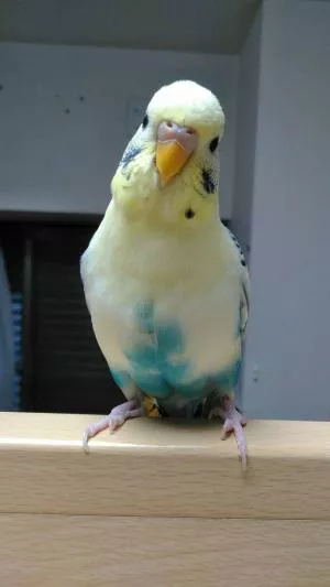 コメントの画像