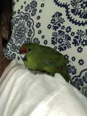 コメントの画像