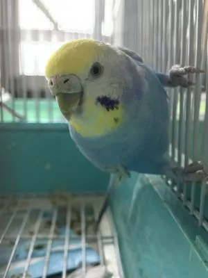 コメントの画像