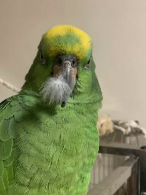 コメントの画像