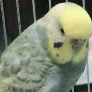 コメントの画像