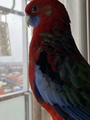 コメントの画像