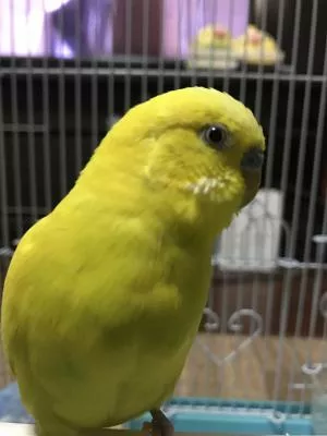 コメントの画像