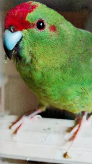 コメントの画像