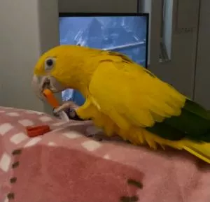 コメントの画像