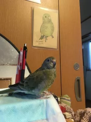 コメントの画像