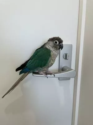 コメントの画像