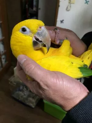 コメントの画像