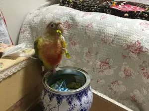 コメントの画像