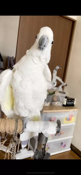 コメントの画像