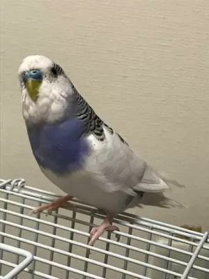 コメントの画像