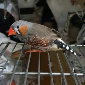 コメントの画像