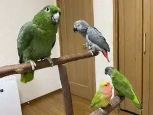 コメントの画像