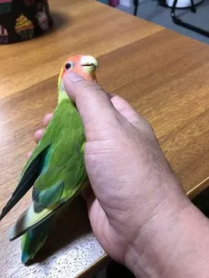 コメントの画像