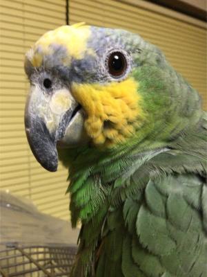 コメントの画像