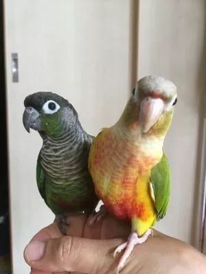 コメントの画像