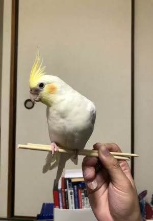 コメントの画像