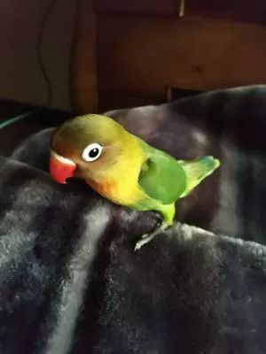 コメントの画像