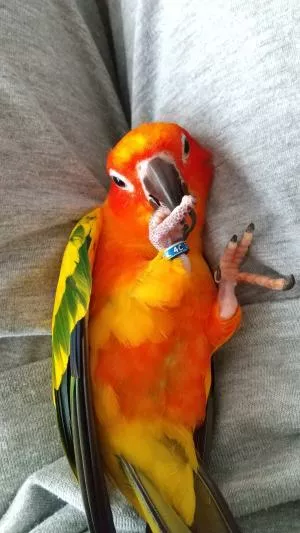 コメントの画像