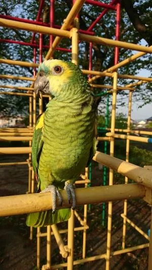 コメントの画像