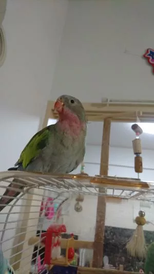 コメントの画像