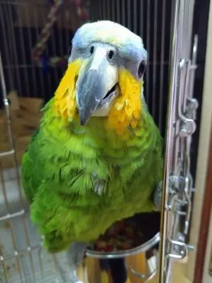 コメントの画像