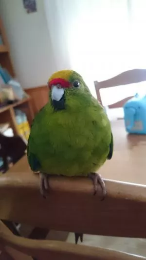 コメントの画像