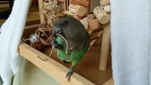 コメントの画像