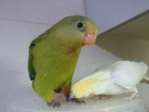 コメントの画像