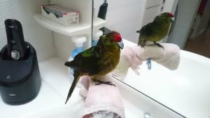 コメントの画像