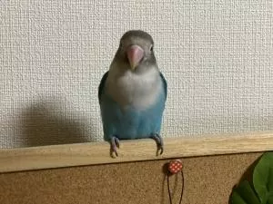 コメントの画像