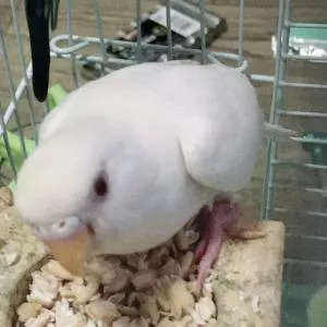 コメントの画像