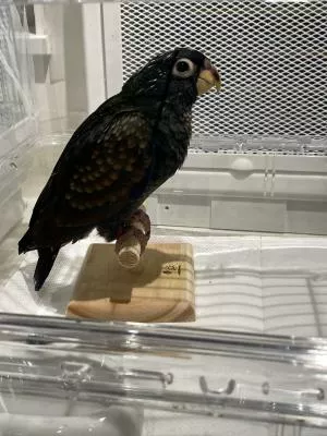 コメントの画像