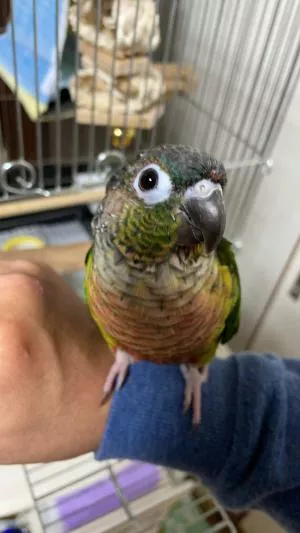 コメントの画像