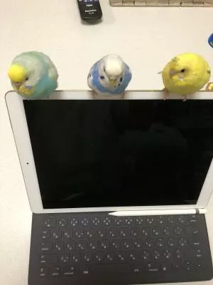 コメントの画像