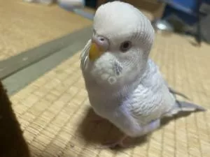 コメントの画像