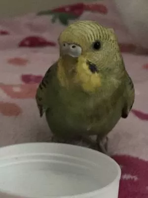 コメントの画像