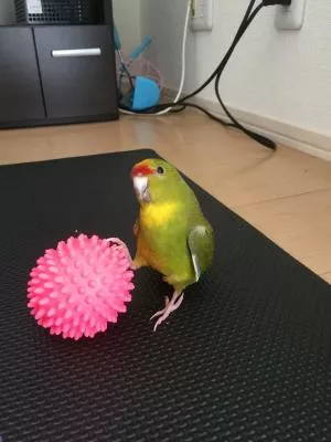 コメントの画像