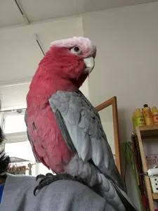 コメントの画像