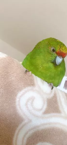 コメントの画像