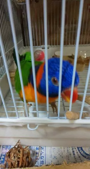 コメントの画像