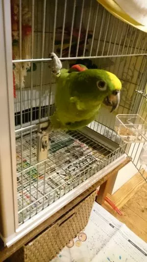 コメントの画像